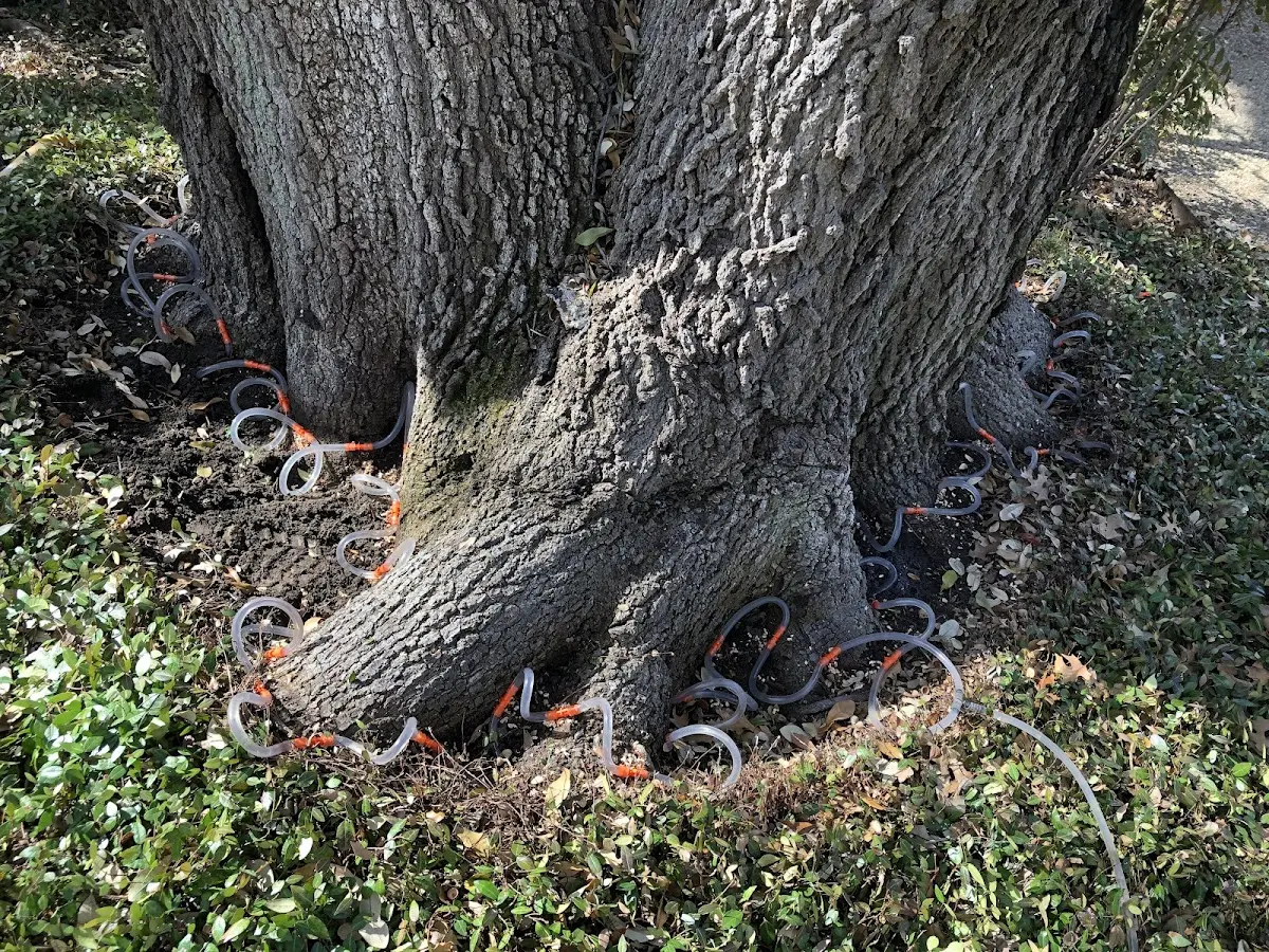 Detailed Tree Cabling and Bracing job site in Island Lake