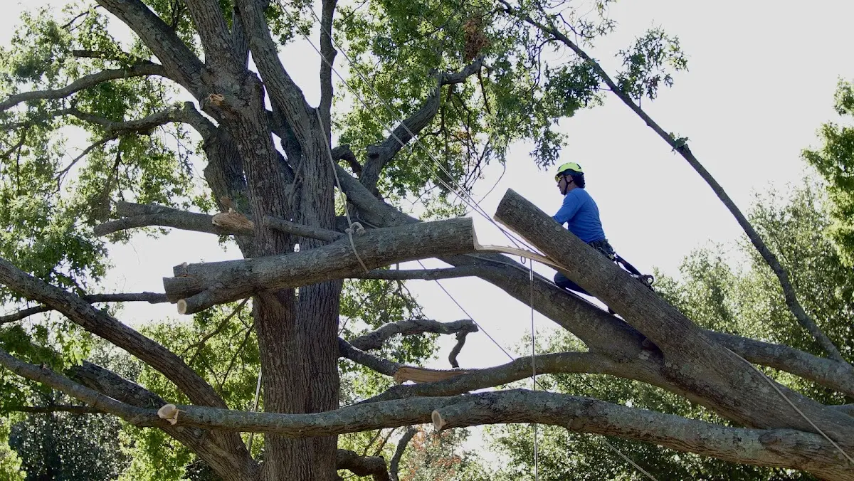 Professional Hazardous Tree Removal performed by certified arborists in Island Lake