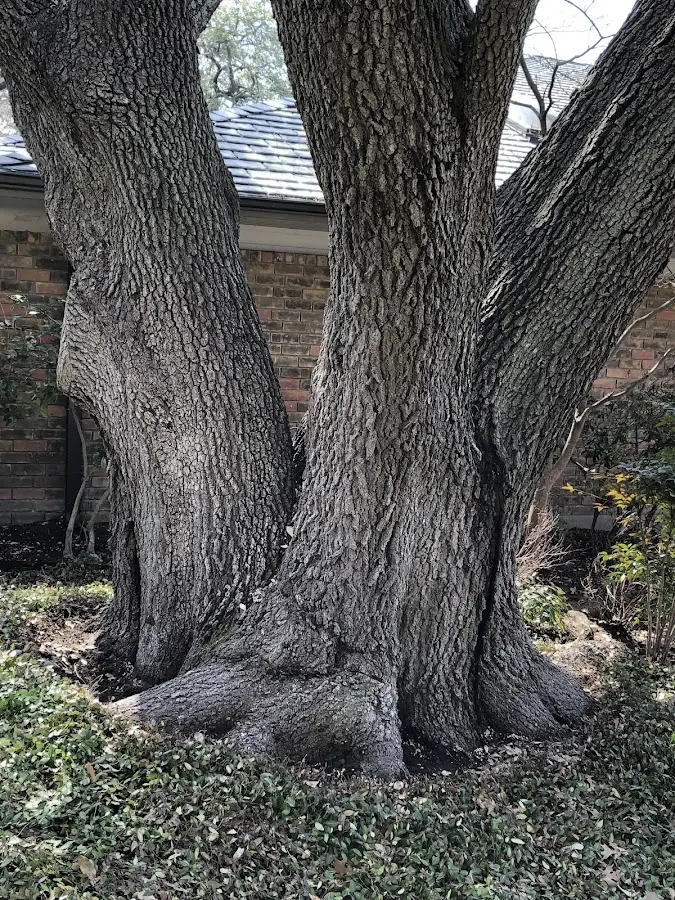 Mature heritage tree close to a Island Lake property cared for by certified arborists